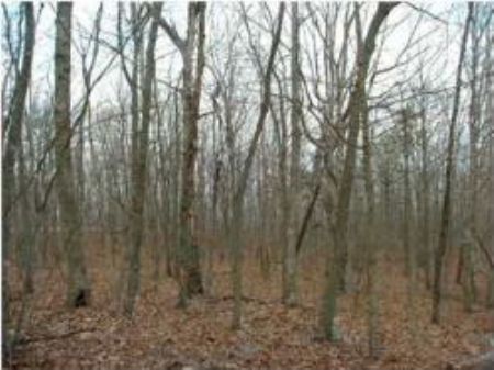 7.22 Acres in Soundview Subdivision : Cloudland : Walker County : Georgia