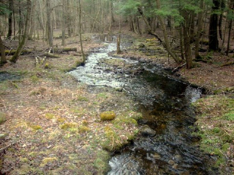 Borders State Forest Financing : Florence : Oneida County : New York
