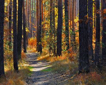 Consider Timber Quality and Value When Buying Recreational Land