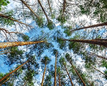 Forest Finance Simplified: Three Steps and an Example
