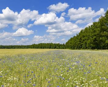 How to Make an Offer on Rural Land