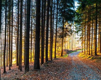 Maximizing Value from Timber Markets: What is Our Paradigm?