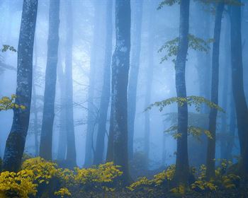 Our Forestland Tells Its Story