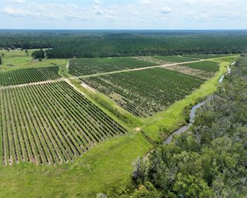 South Georgia Blueberry Farm with Excellent Potential for ROI