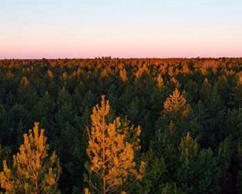 Tracking Wood Demand for Mills and Firms in Local Timber Markets