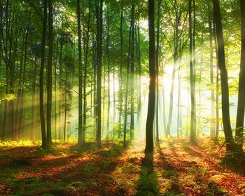 What Drives Forest Productivity and Impacts Forestland Returns?