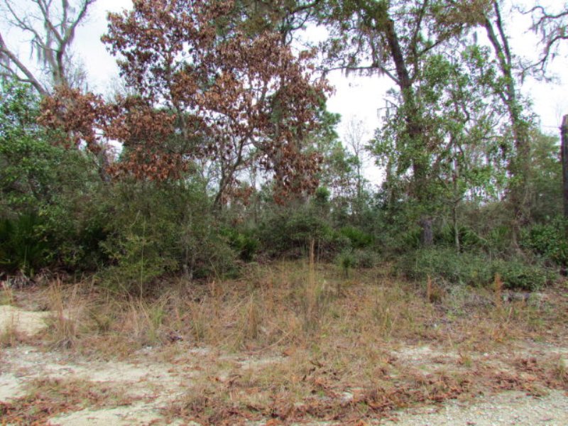 Reduced 5+ Acres 771203 : Chiefland : Levy County : Florida