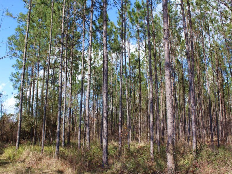 17 Acres - Lot 16 - Tall Pines S/D : Starke : Bradford County : Florida
