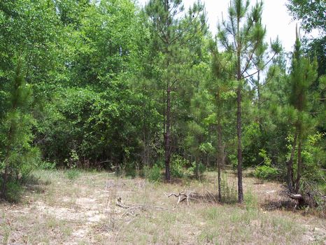 3 to 4 plus Acre Lots : Soperton : Treutlen County : Georgia