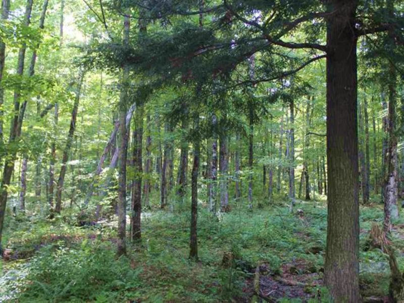 Parcel 2 Forest Dr : Arvon : Baraga County : Michigan