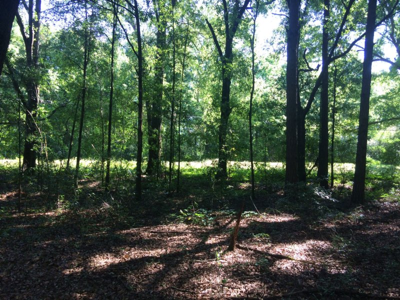 2.8 Acres Just Outside Of Troy : Troy : Pike County : Alabama