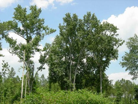 16.457 Acres - New Survey : Swainsboro : Emanuel County : Georgia