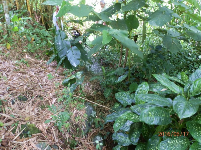 Riverfront, 1/2 Ac Lot, Fish Ponds : Orosi : Costa Rica