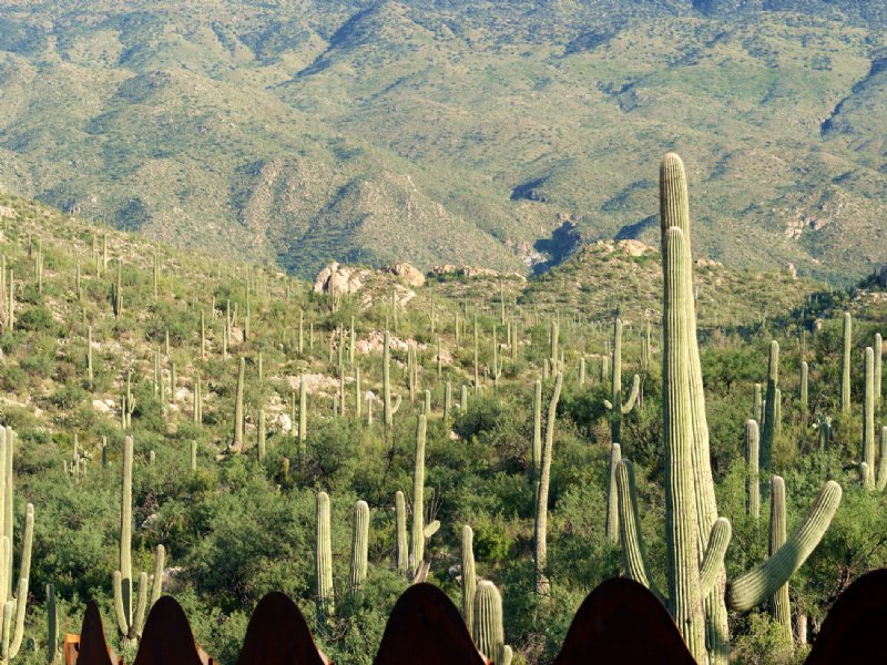 Quiet Canyon Homesite : Tucson : Pima County : Arizona