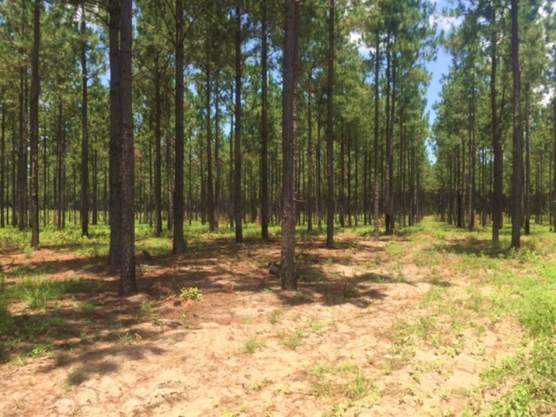Spring Creek Plantation : Donalsonville : Seminole County : Georgia