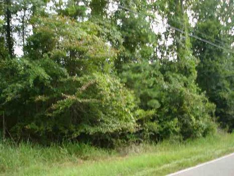 13.28 Acres : Eatonton : Putnam County : Georgia