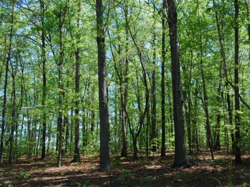 Nice Wooded Homesites : Honea Path : Greenville County : South Carolina