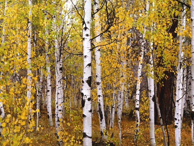 Reserve At Pagosa Peak, Lot 91 : Pagosa Springs : Archuleta County : Colorado