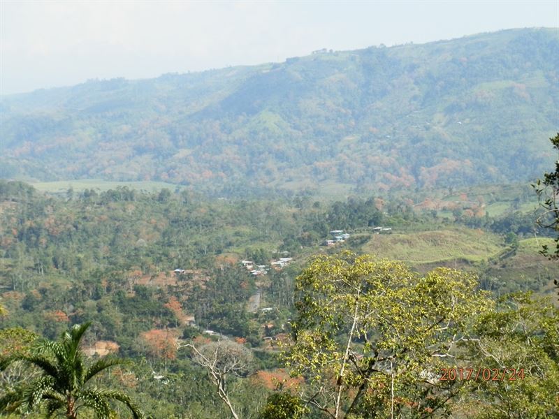 71/2 Ac Cattle Farm with Views : Tucurrique : Costa Rica