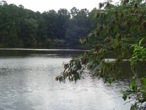 20 Acres with 7 Acre Pond : Gray : Jones County : Georgia