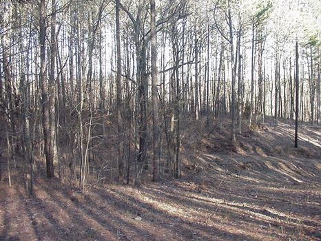 20 Acres Sand Mountain : Gadsden : Etowah County : Alabama