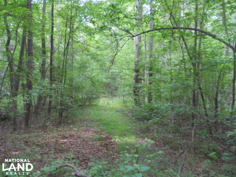 Wooded Residential Acreage : Pelzer : Greenville County : South Carolina