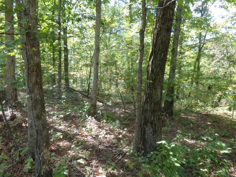 Tennesseee Land, Owner Financing : Waynesboro : Wayne County : Tennessee