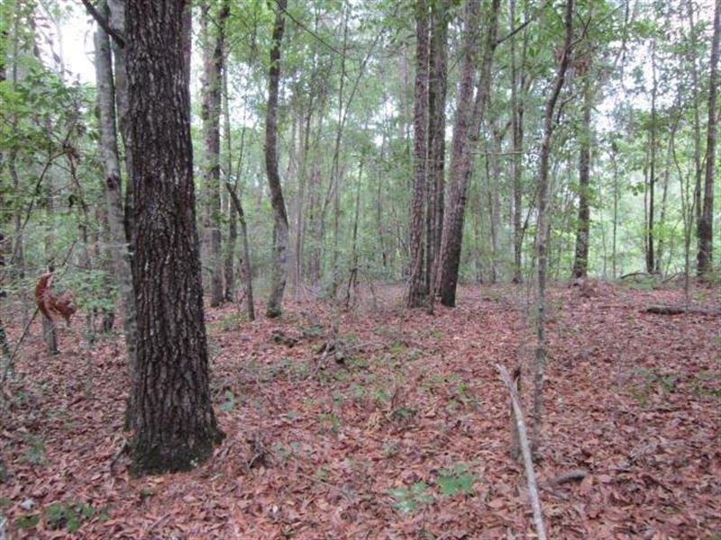 Great Wooded Lot Near Lake Eufaula : Abbeville : Henry County : Alabama