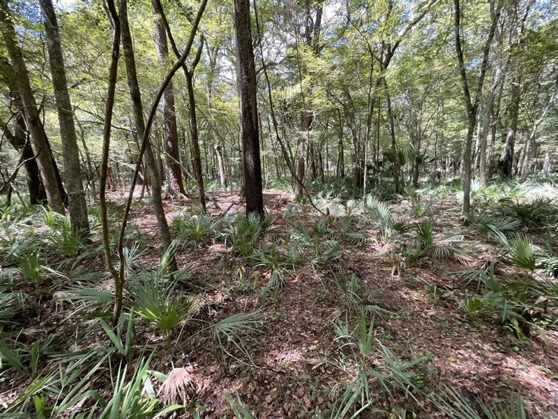Camping Lot Near The Suwannee River : Jasper : Hamilton County : Florida