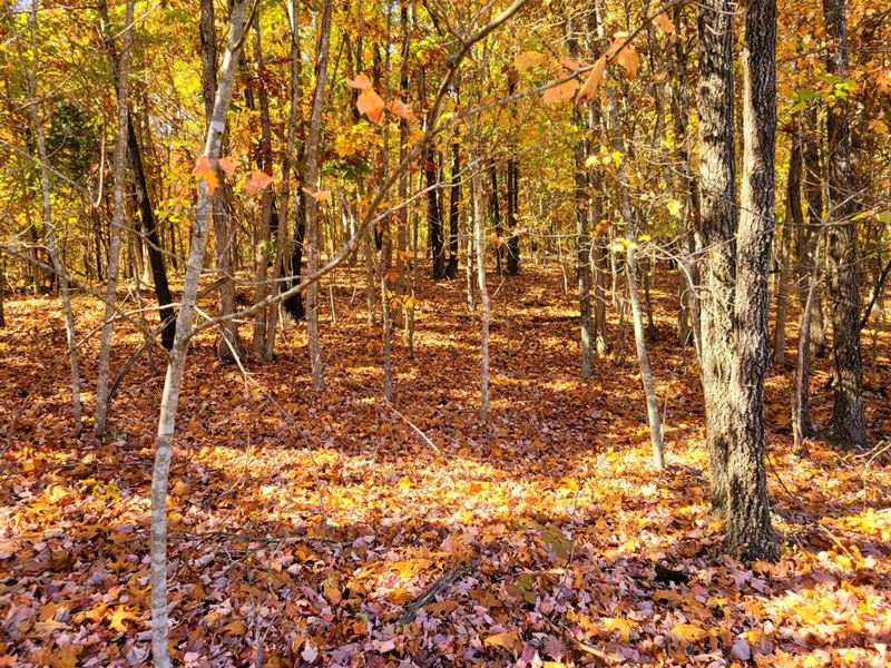 Rolling Hills 10-Acre Tract : Mountain View : Howell County : Missouri