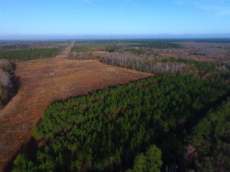 Timberland Tract in Long County : Ludowici : Long County : Georgia