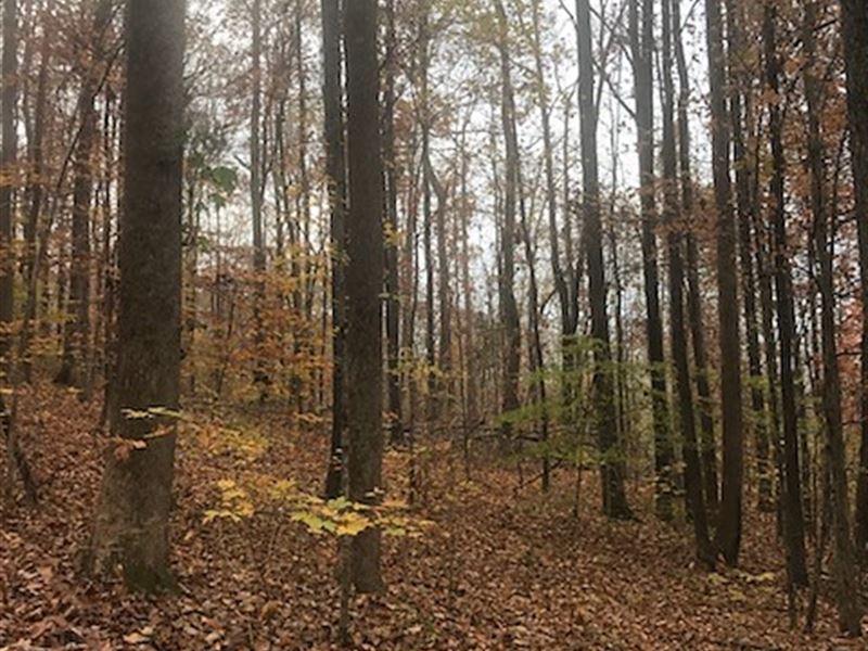15+/- Acres Wooded Hunting Tract : Jasper : Marion County : Tennessee