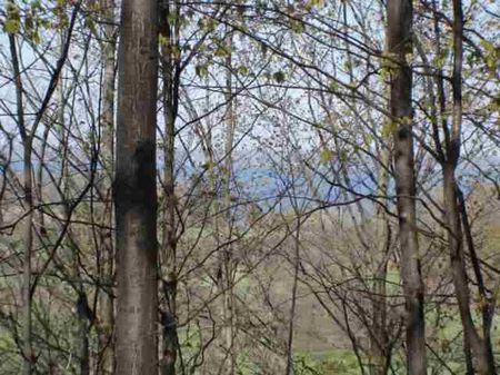 Gorgeous 20 Acres On Old Mission : Traverse City : Grand Traverse County : Michigan