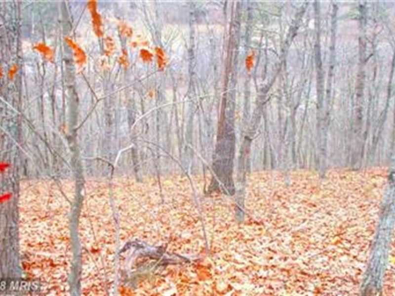 All Wooded Lot : Burlington : Mineral County : West Virginia