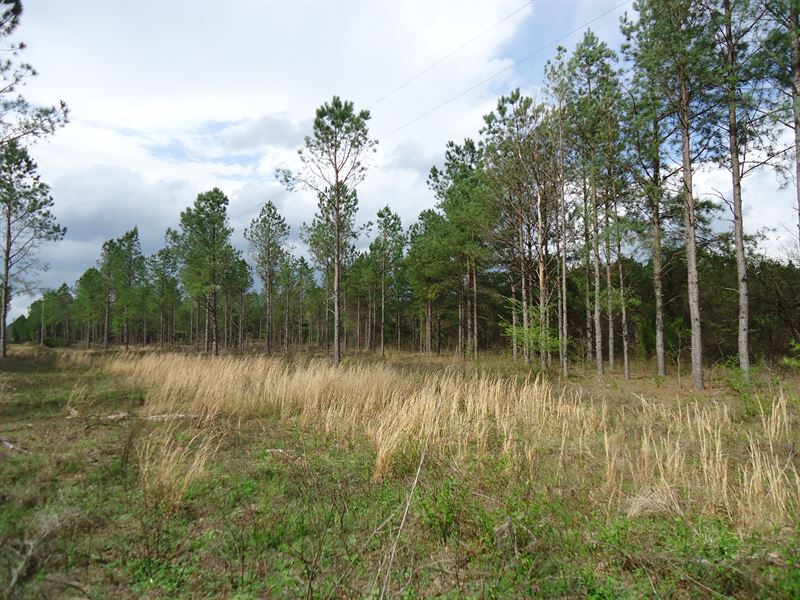 5 Acre Farms, $1000 Down : Milledgeville : Hancock County : Georgia