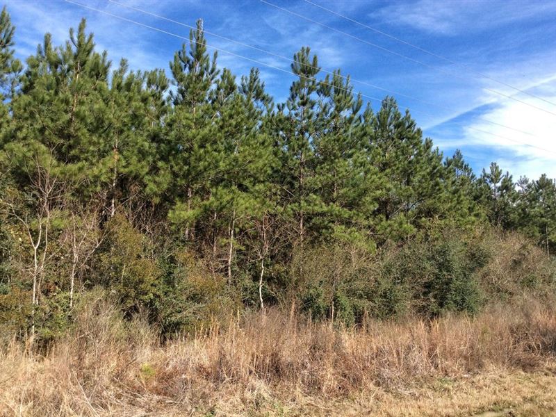 Hwy 10 Tract, Allen Parish, 16 Acr : Elizabeth : Allen Parish : Louisiana