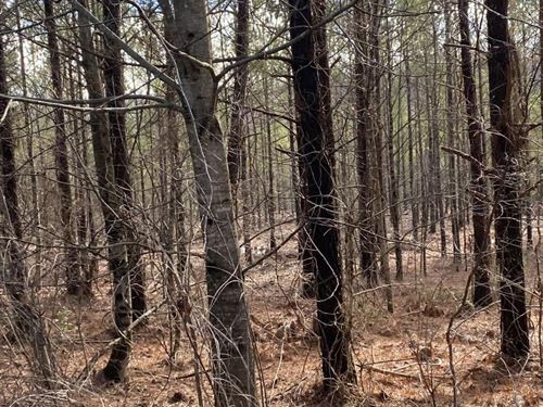 5.14 Acres Near Fall Creek Falls : Crossville : Cumberland County : Tennessee