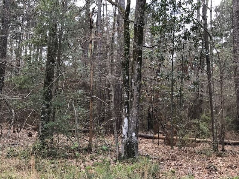 9.0 Acres Forest Road 107L : Liberty : Amite County : Mississippi