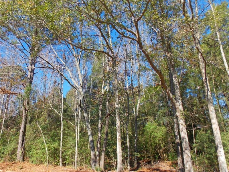 .71 Acres Cedar Ridge Rd : McComb : Pike County : Mississippi