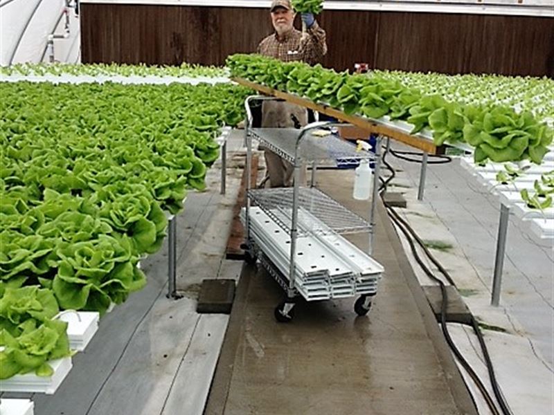 Hydroponic Greenhouse Farm & Store : Hamptonville : Yadkin County : North Carolina