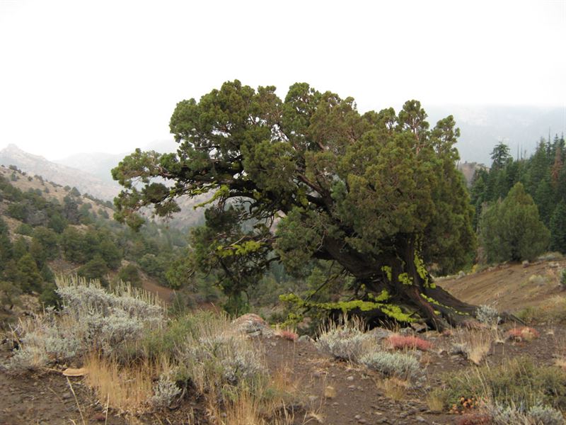 .98 Acre Parcel in Modoc County, CA : Alturas : Modoc County : California
