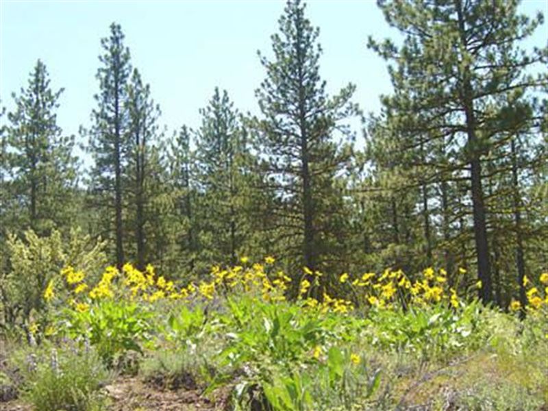 1.25 Ac Cal Pines, Modoc County, CA : California Pines : Modoc County : California