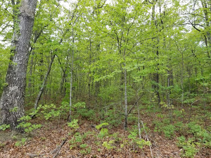 2.49+/-Acres Wooded Near Monteagle : Monteagle : Grundy County : Tennessee