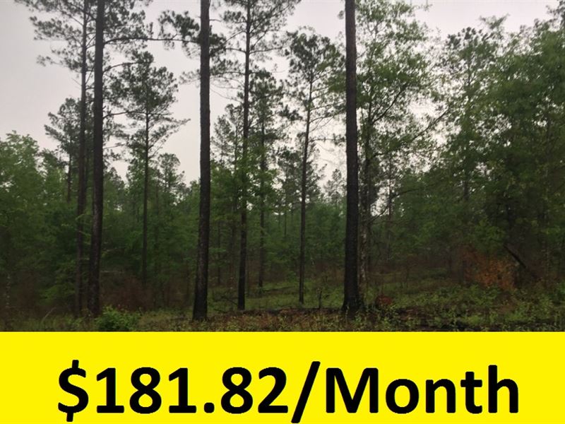Beautiful Wooded Lot : Hephzibah : Burke County : Georgia