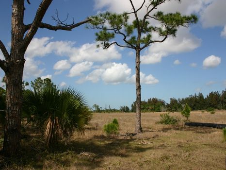 20 Acres Woods and Pasture : Fellsmere : Indian River County : Florida