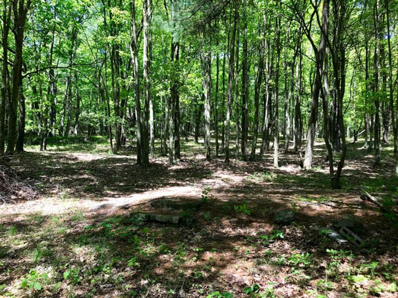 6.5 Acre Wooded Lot : Stillwater : Luzerne County : Pennsylvania