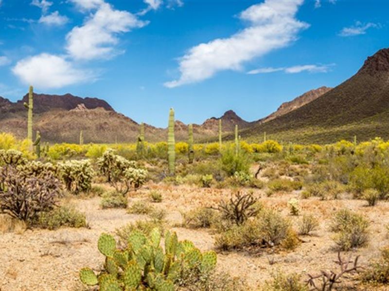 1 Acres in Willcox, AZ : Willcox : Cochise County : Arizona