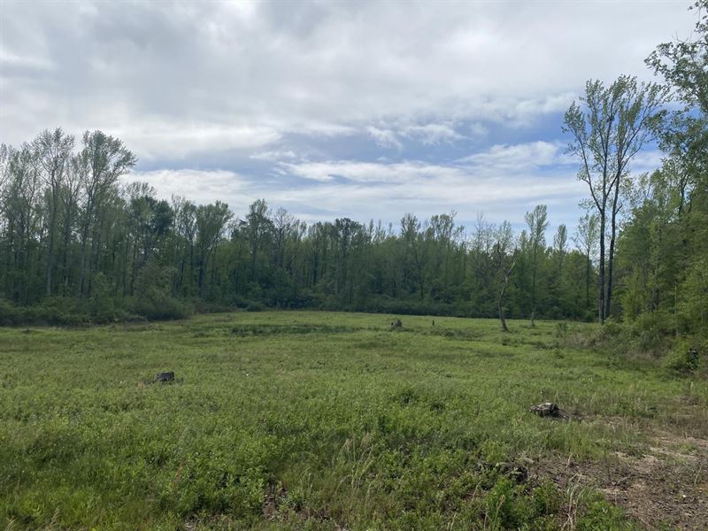 Beautiful 5.5 Acre Homesite in Beau : Beauregard : Lee County : Alabama