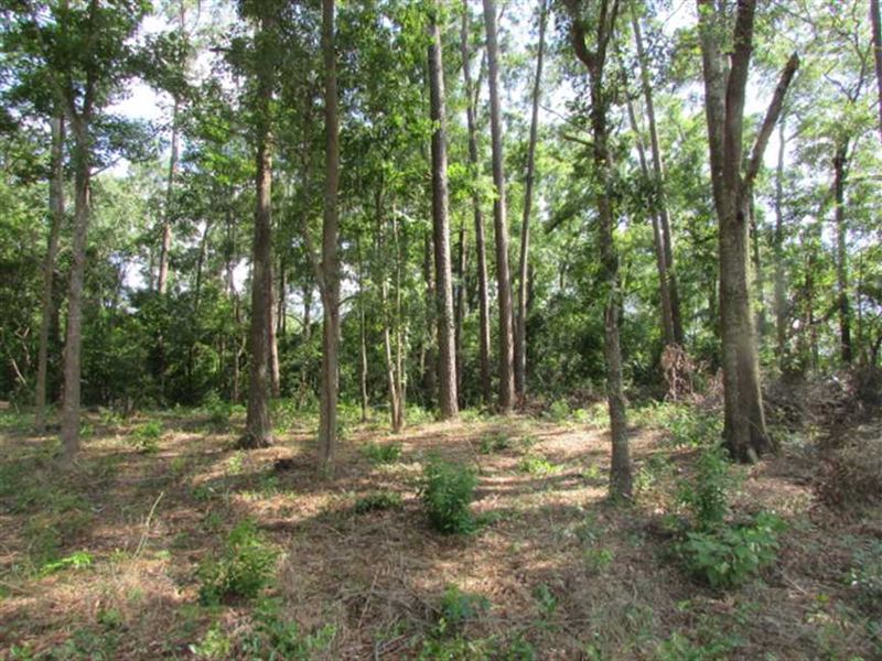 2.26 Acre Residential Lot in Pavo : Pavo : Thomas County : Georgia