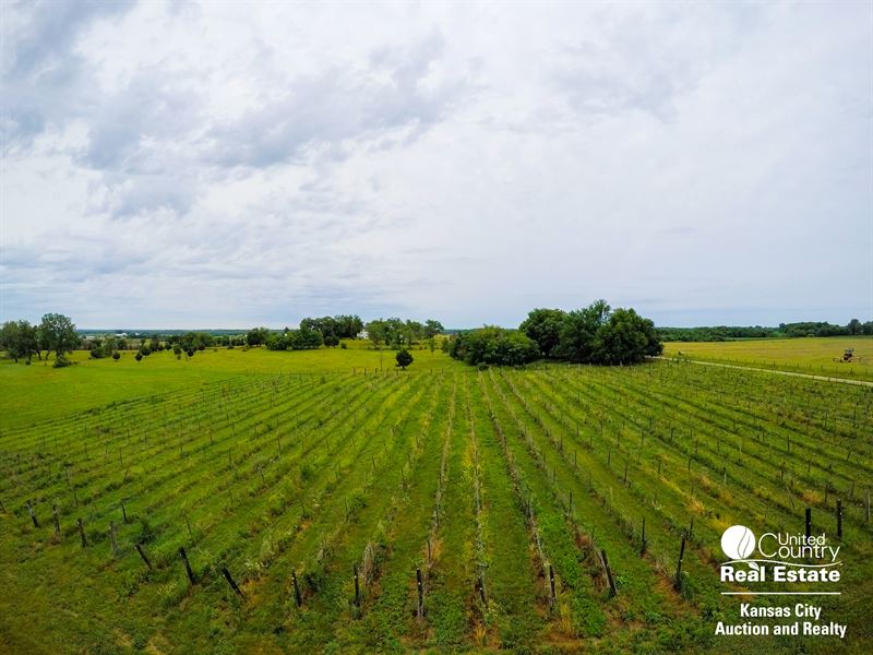 Vineyard Acreage for Sale : Centerview : Johnson County : Missouri
